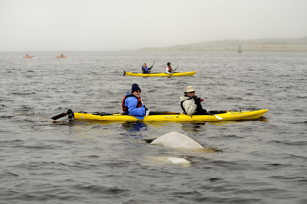 You are currently viewing Mit dem Kajak zu Beluga-Walen in der Hudson Bay