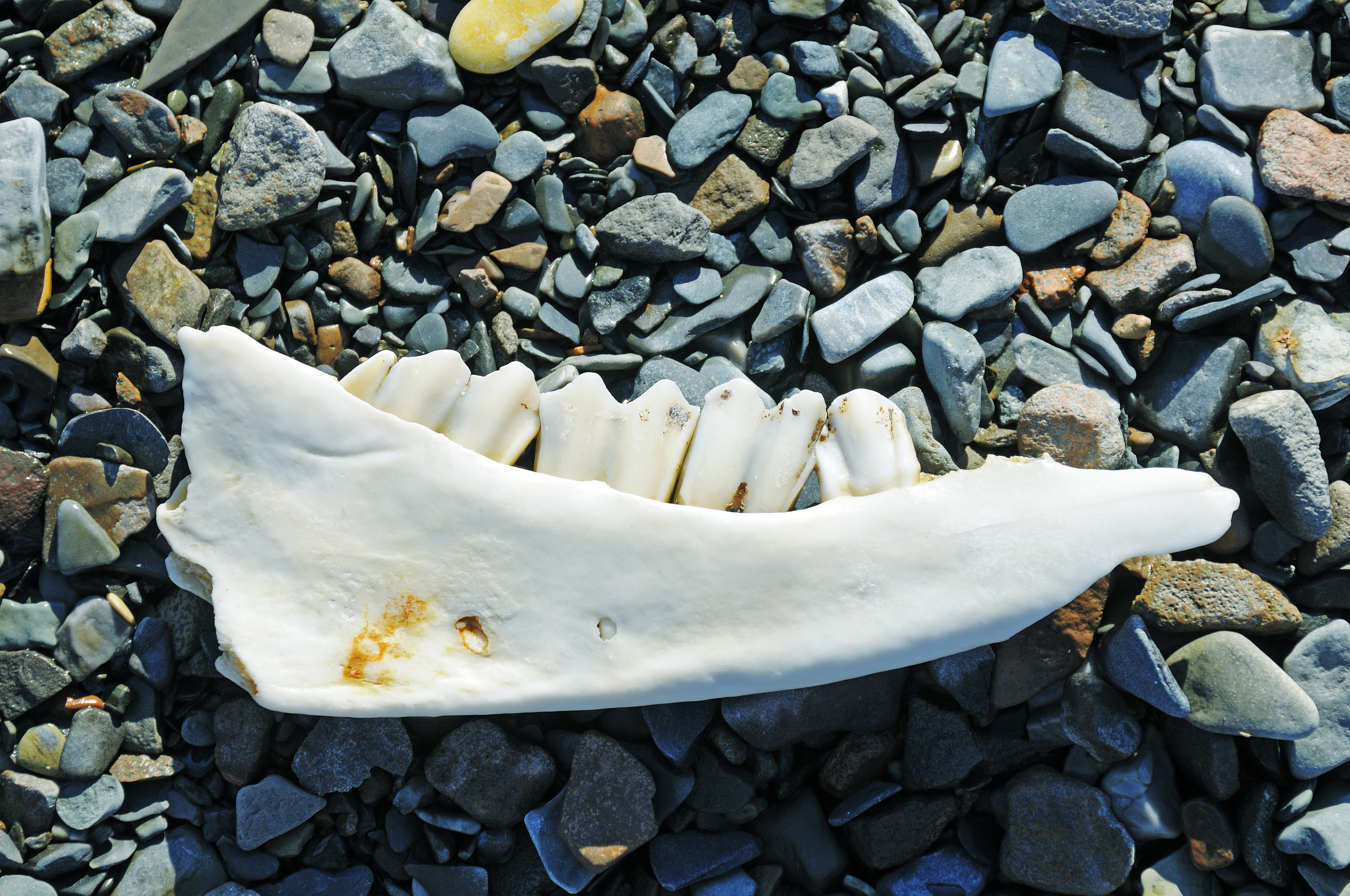 Kieferknochen und Zähne eines Karibu, Victoria Island (vorher Holman Island), Dorf Ulukhaktok, Northwest Territories, Kanada, Amerika