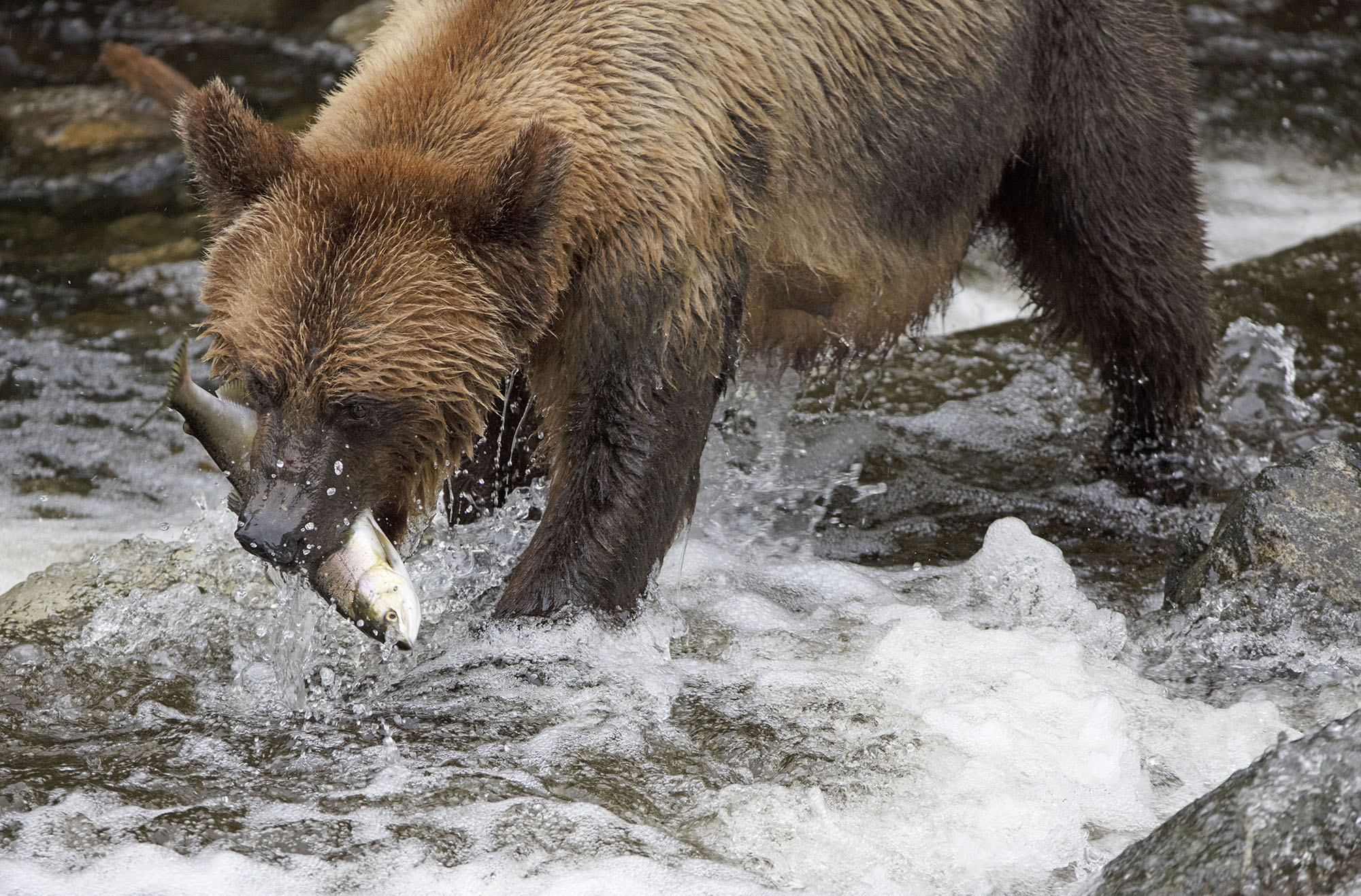Auch für die Bären ist der Lachs eine wichtige Nahrung.